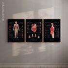 Human Anatomy Charts Set, Black Edition