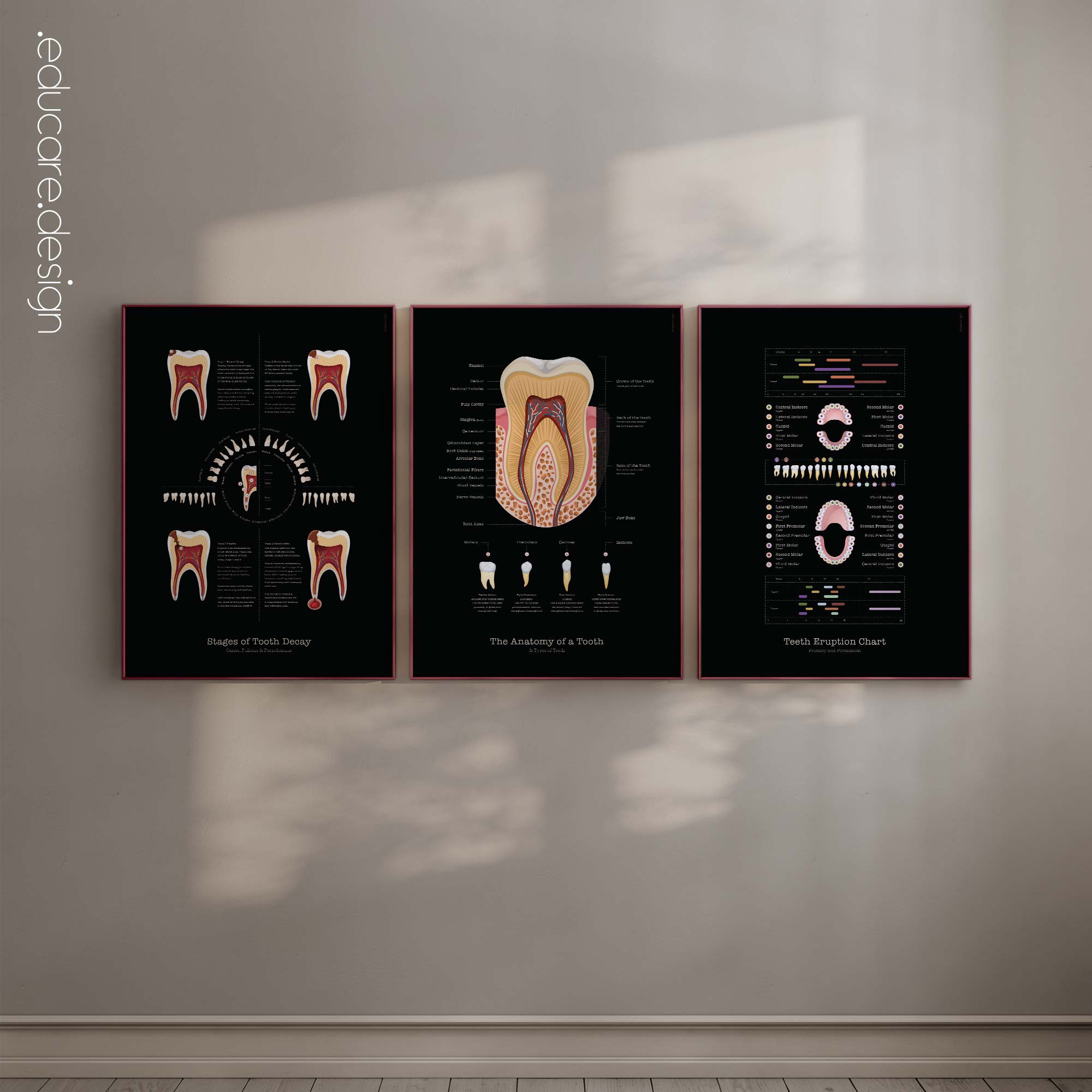 Dental Care Anatomy Set, Black Edition