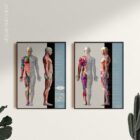 Myofascial Trigger Points Chart