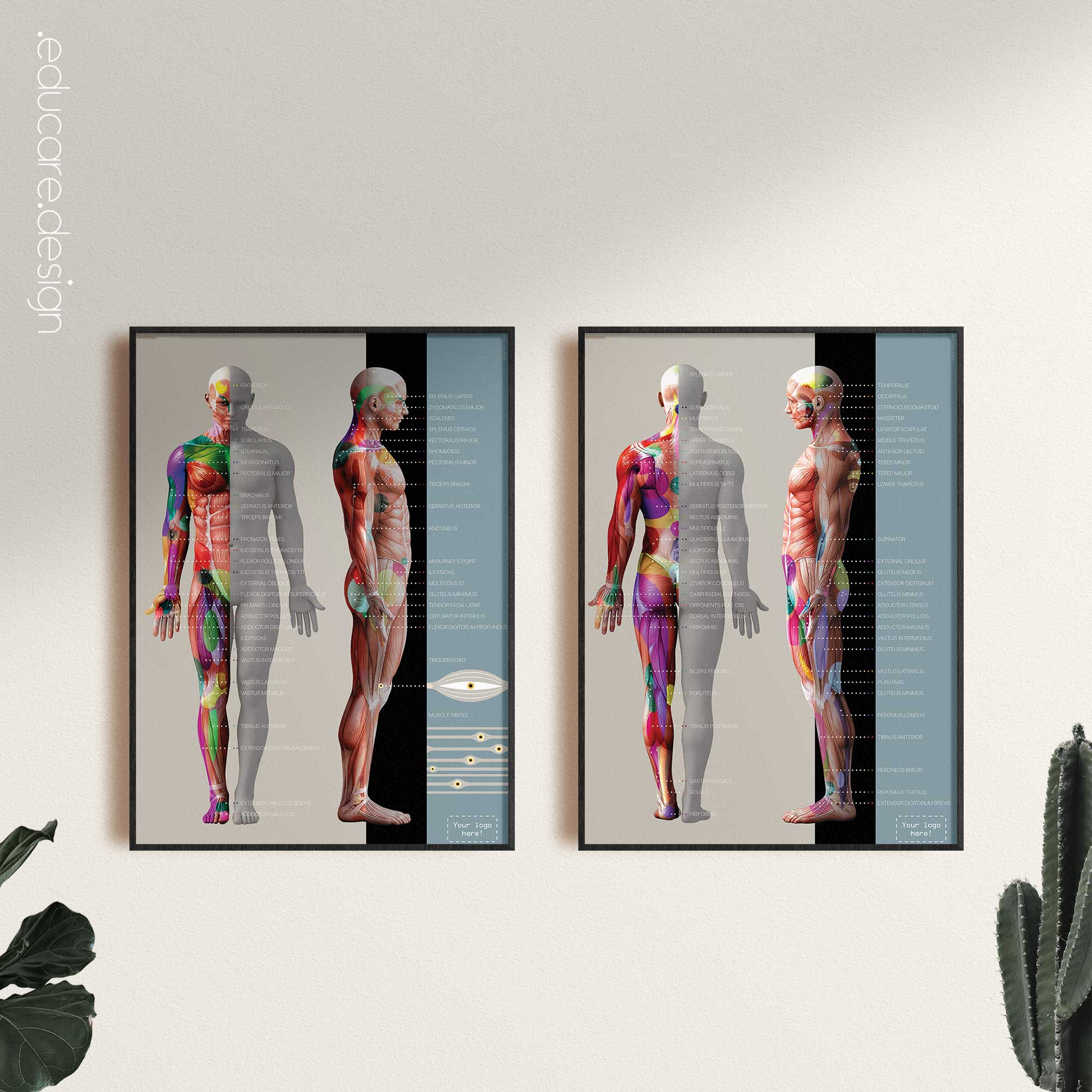 Myofascial Trigger Points Chart