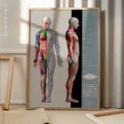 Myofascial Trigger Points Chart