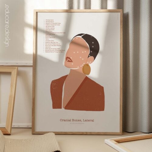 Laterale Schädelknochen auf Abstract