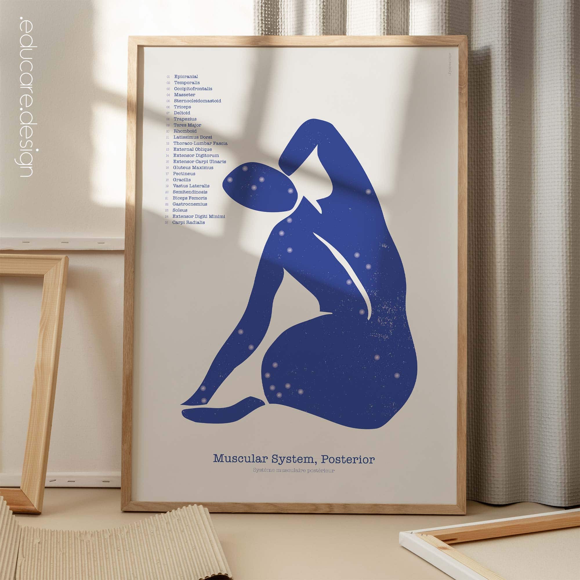 Posterior Muscular System