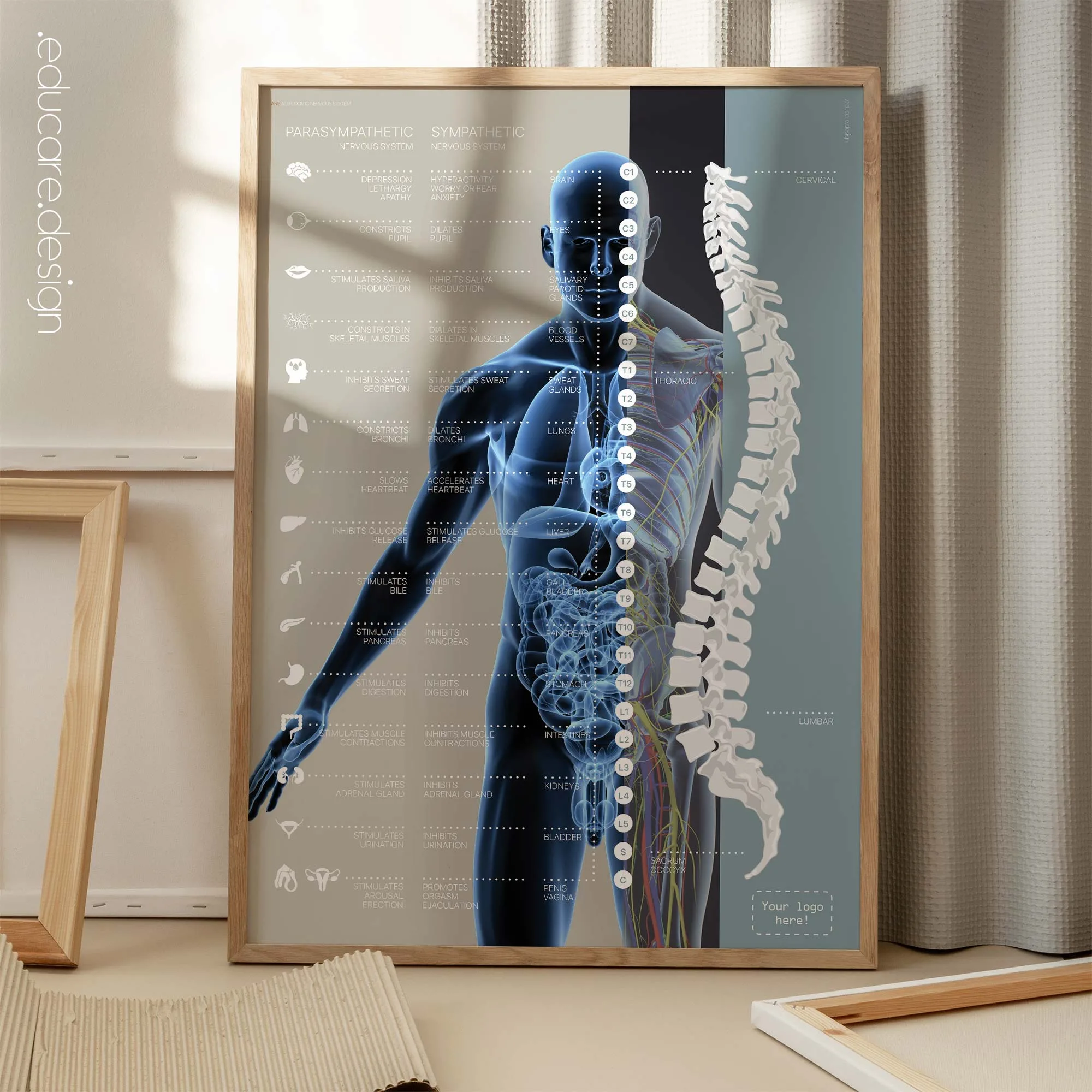 01_autonomic-nervous-system Autonomic Nervous System