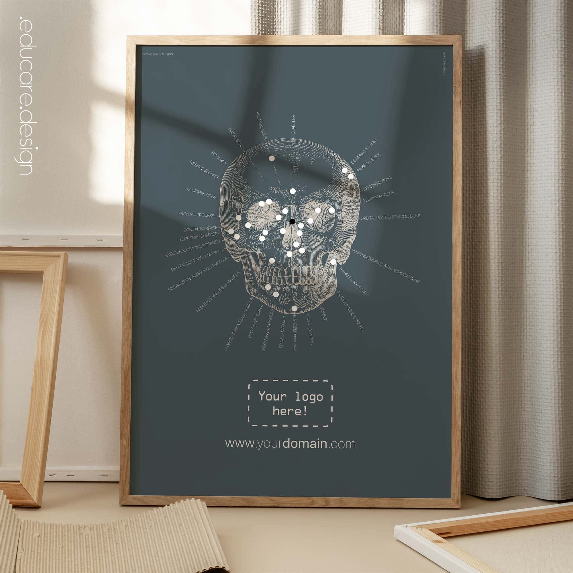 Anterior Cranial Bones