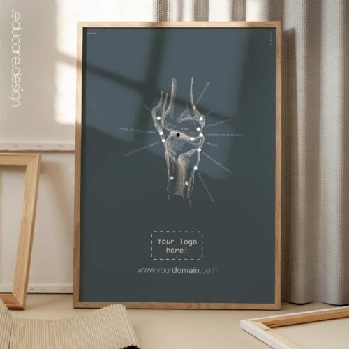 Human Knee, Lateral view. Vintage anatomy and physiology artwork from educare.design