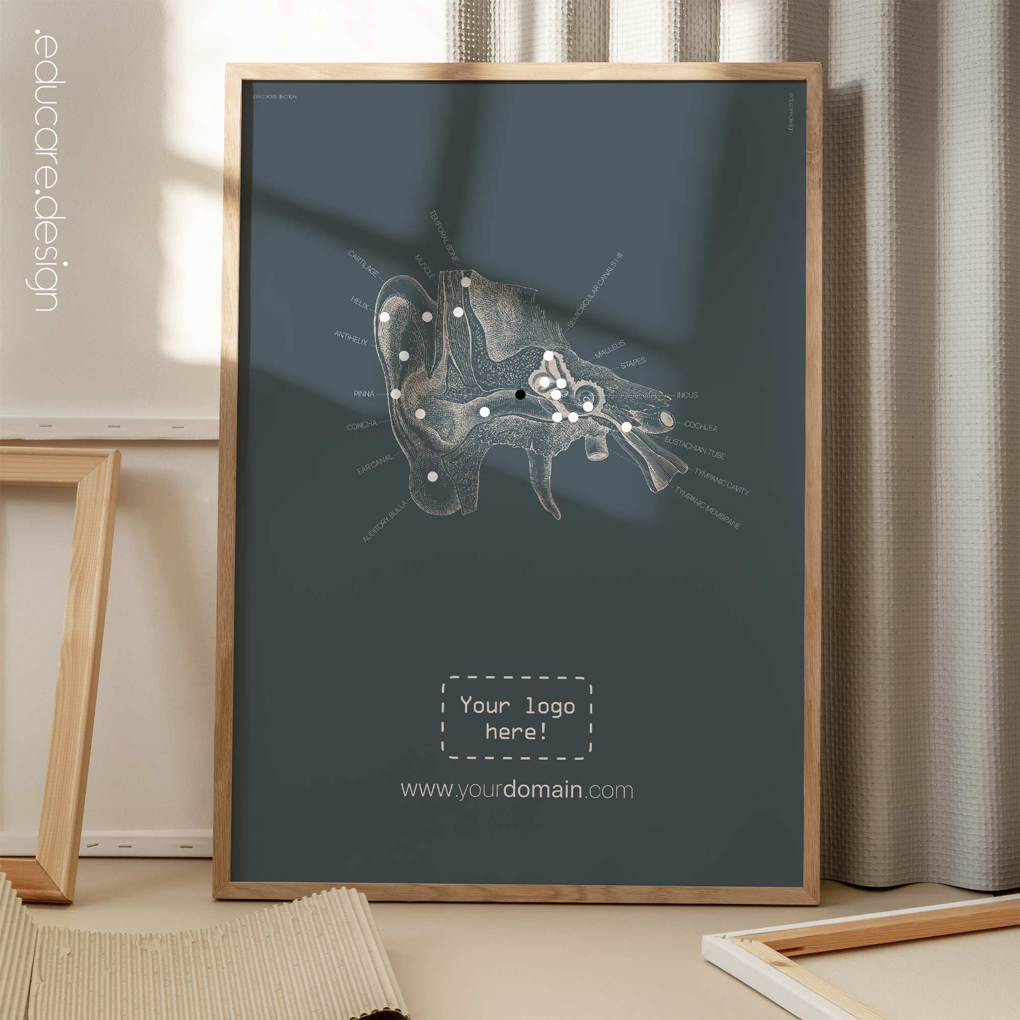 Orecchio, sezione trasversale. Anatomia d'epoca da educare.design