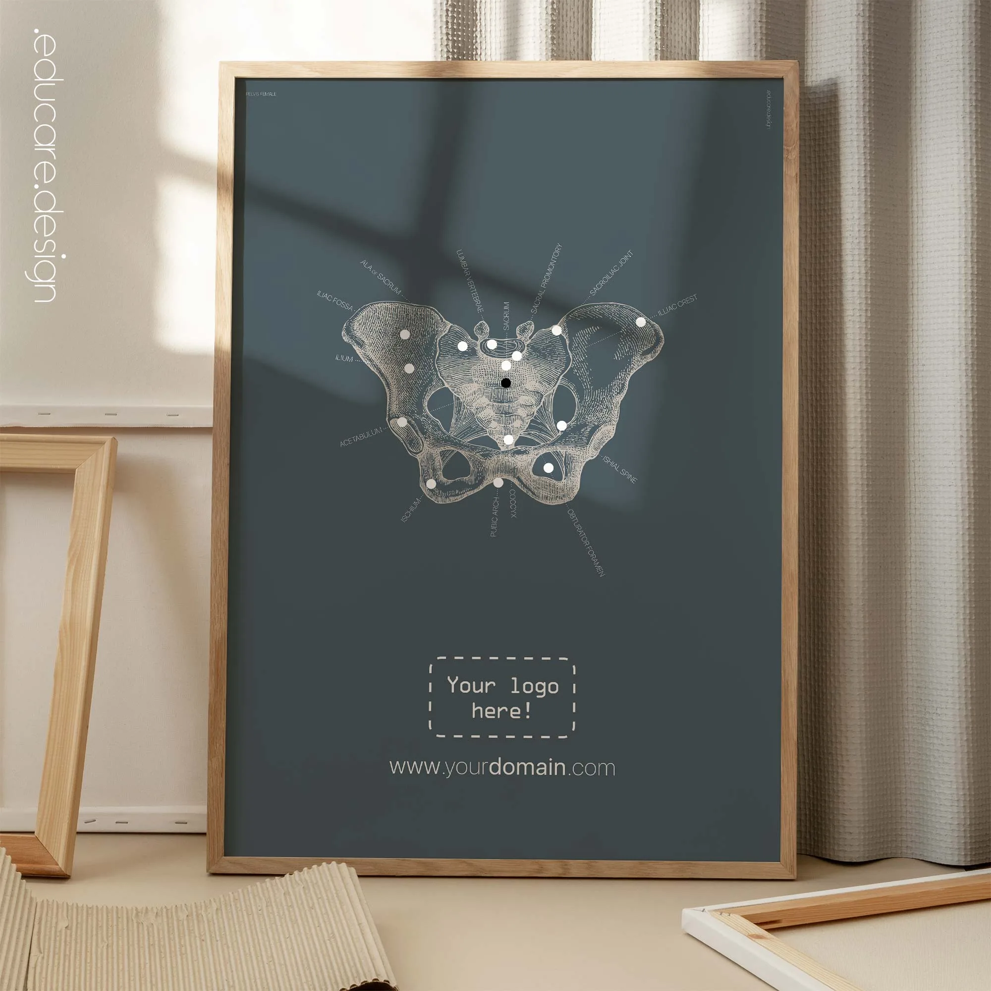 Anatomy of the pelvis