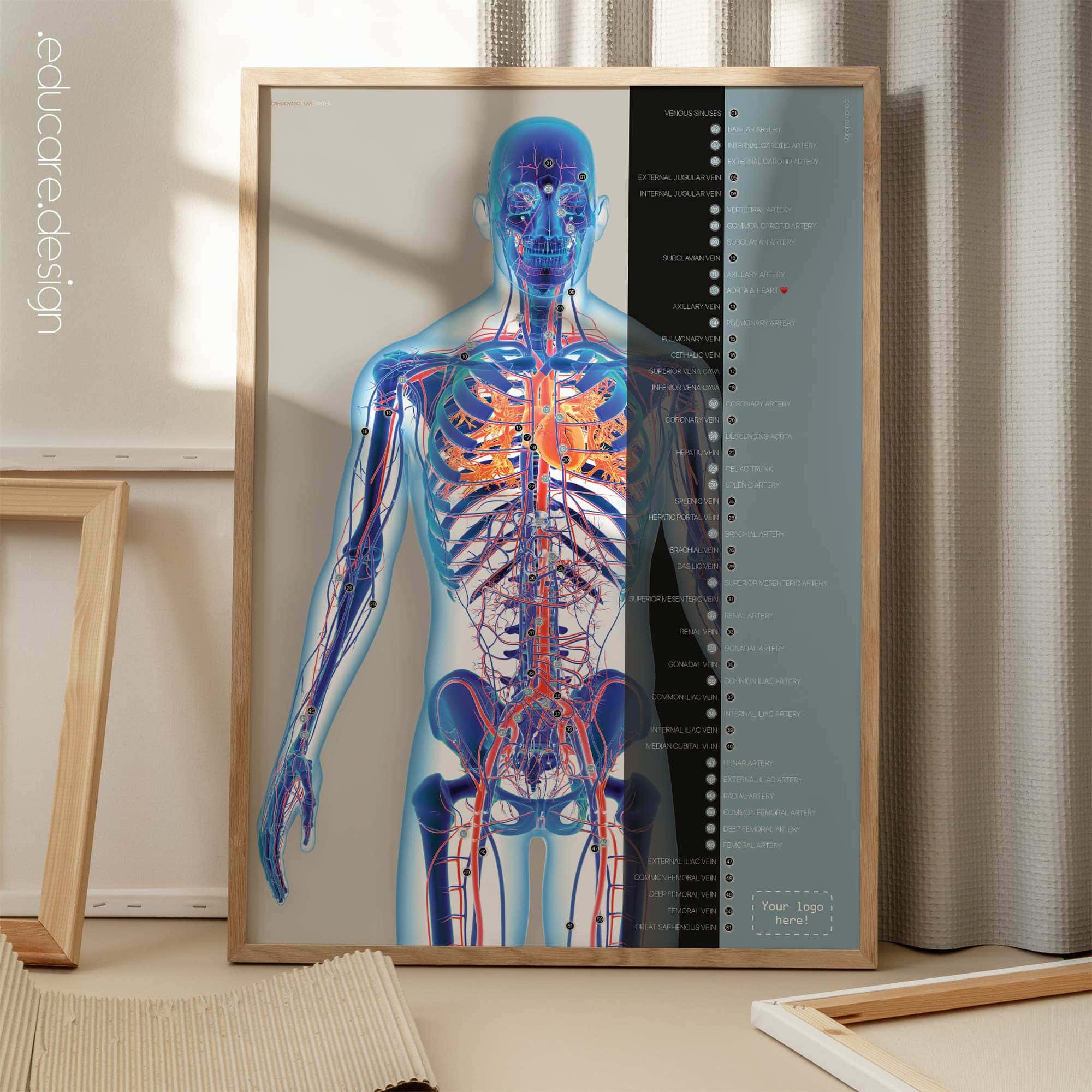 Système cardiovasculaire - dessin de educare.design