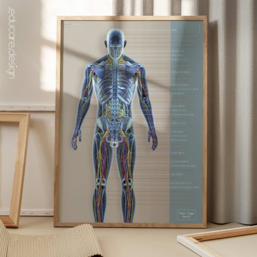 Sistemi circolatorio e nervoso. Opere d'arte di anatomia e fisiologia da educare.design