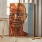 Muscles cranio-faciaux. Dessin d'anatomie et de physiologie d'educare.design