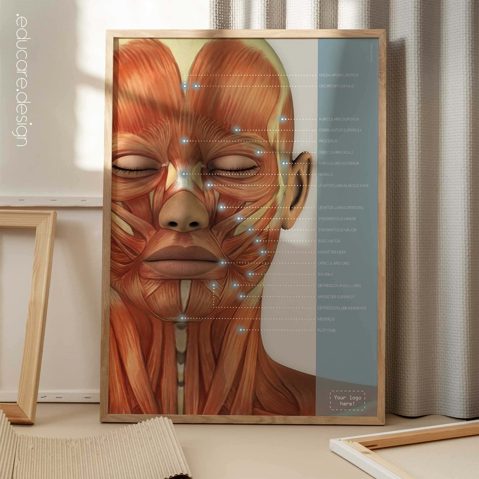 Muscles cranio-faciaux. Dessin d'anatomie et de physiologie d'educare.design