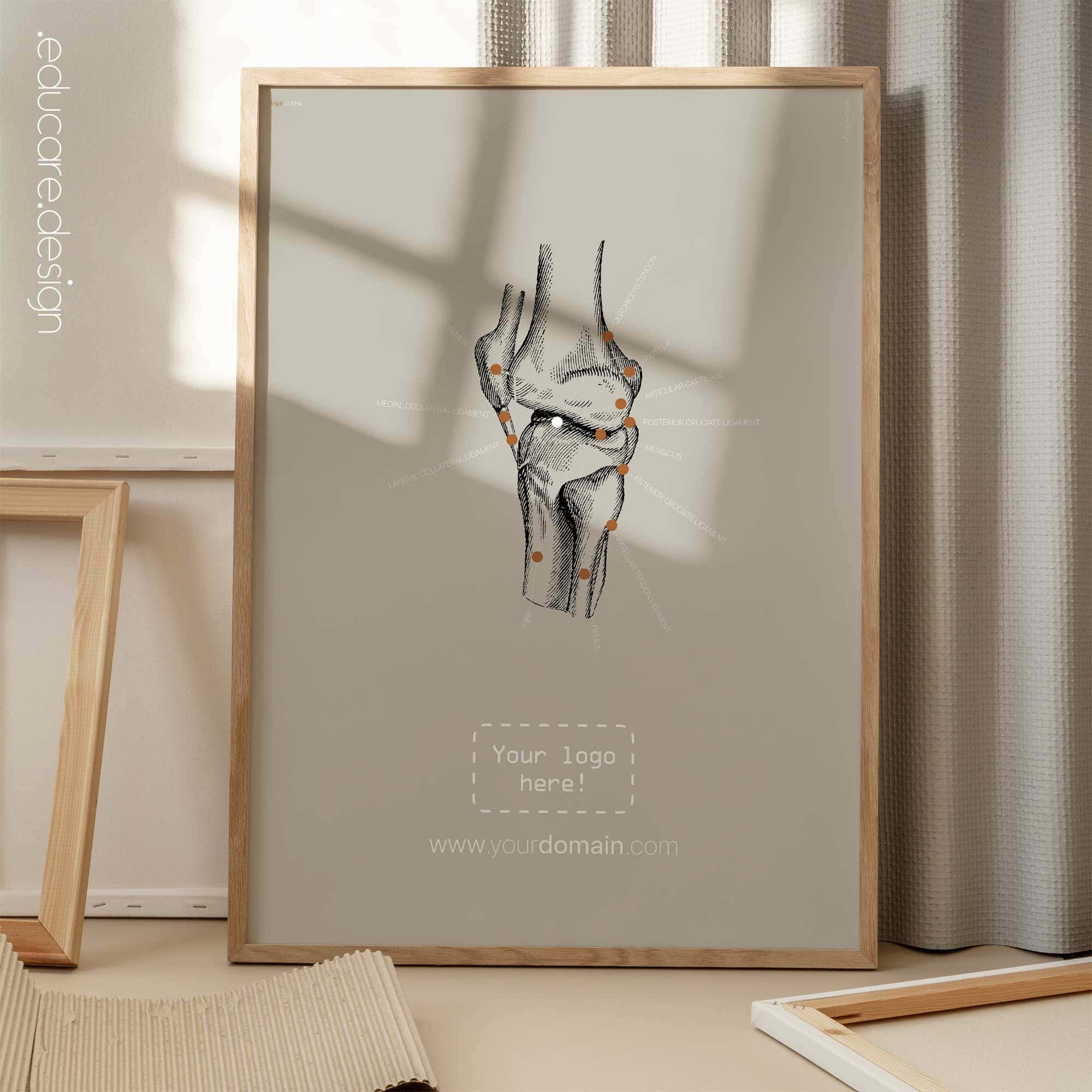 Human Knee, Lateral view. Vintage anatomy and physiology artwork from educare.design