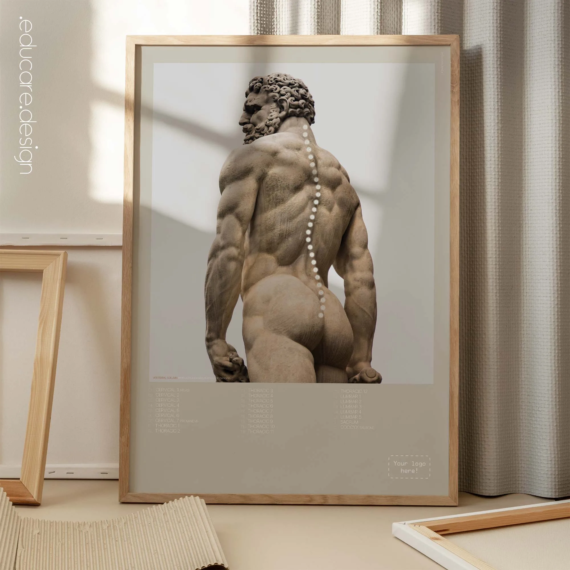 Hercules and Vertebral Column — Anatomy Chart