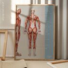 Muscular System, Posterior – educare.design Muskelsystem
