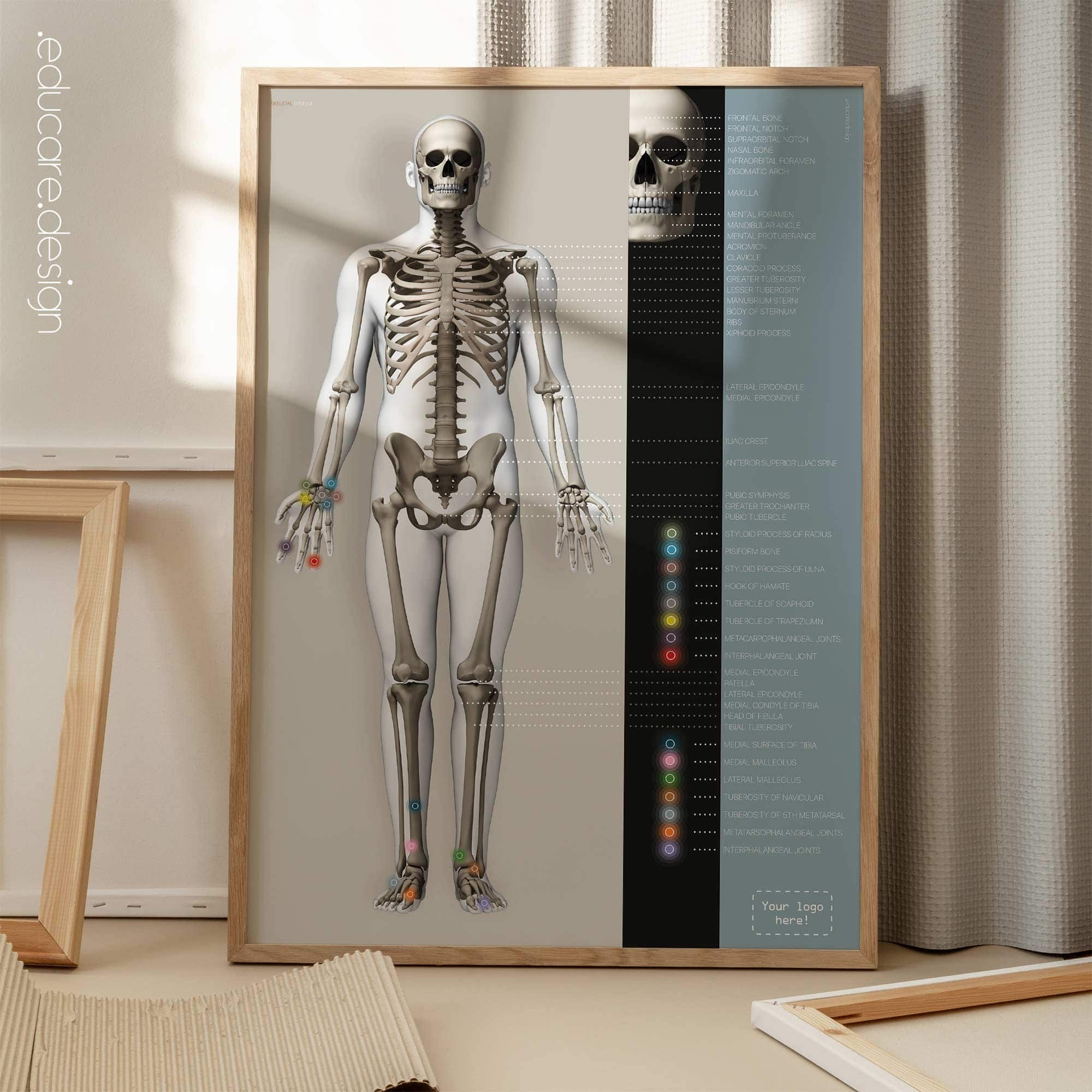 Affiche sur le système squelettique. Dessin d'anatomie et de physiologie d'educare.design