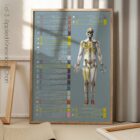 Applied Kinesiology Chart, set of 3 anatomy chart for clinics Applied Kinesiology Chart, set of 3 anatomy chart for clinics