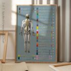 Applied Kinesiology Chart, set of 3 anatomy chart for clinics Applied Kinesiology Chart, set of 3 anatomy chart for clinics