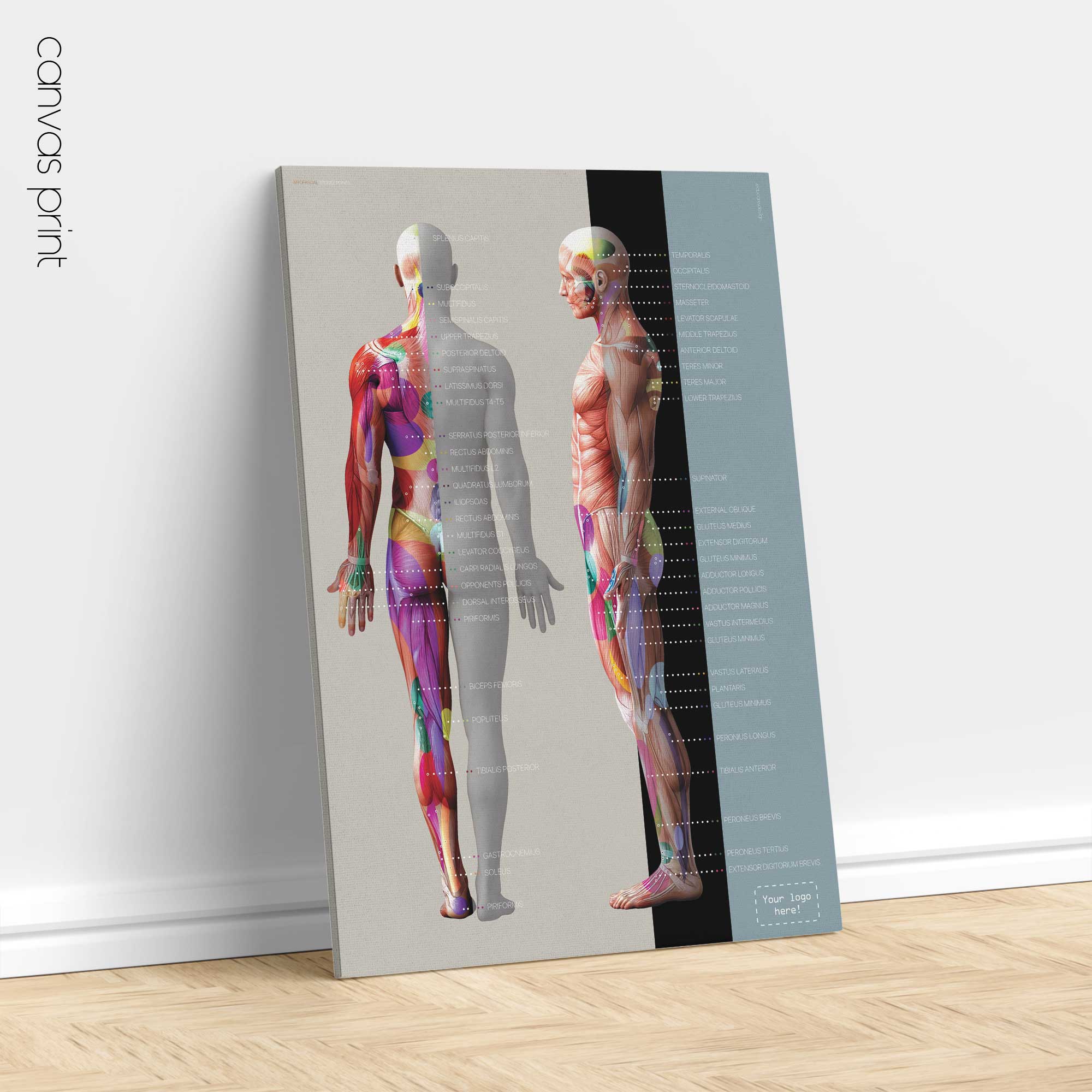 Myofascial Trigger Points Chart