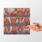 NRP: Neurolymphatic Reflex Points anatomy chart for clinics