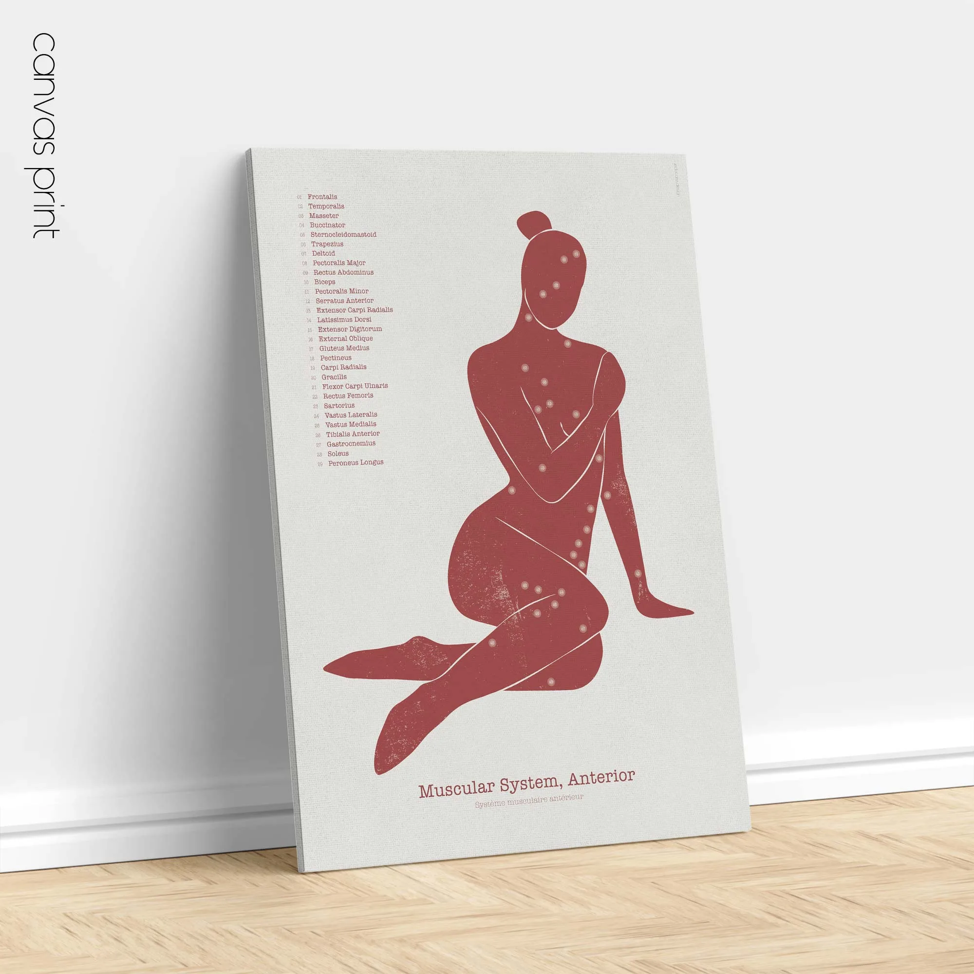 Système Musculaire Antérieur