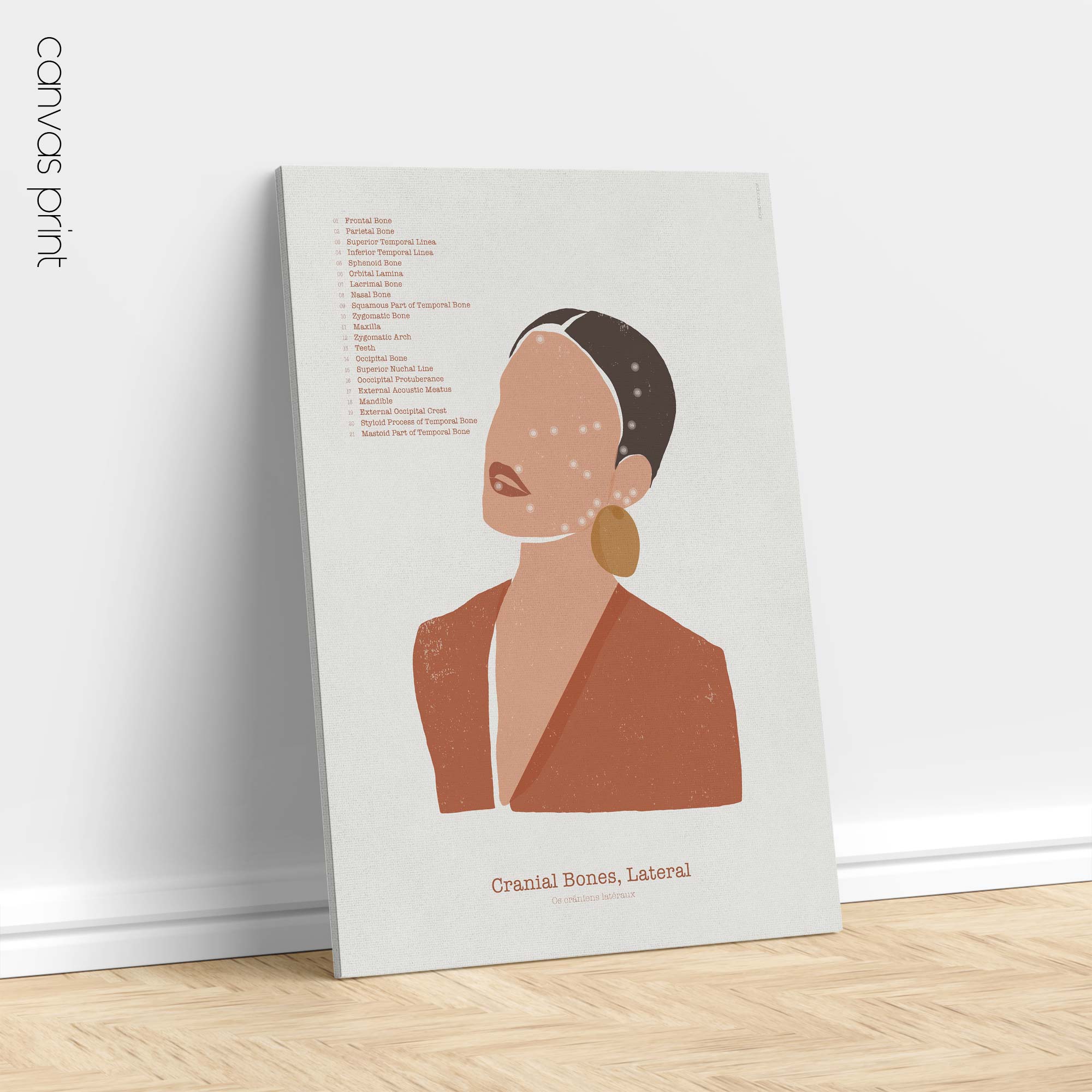 Laterale Schädelknochen auf Abstract