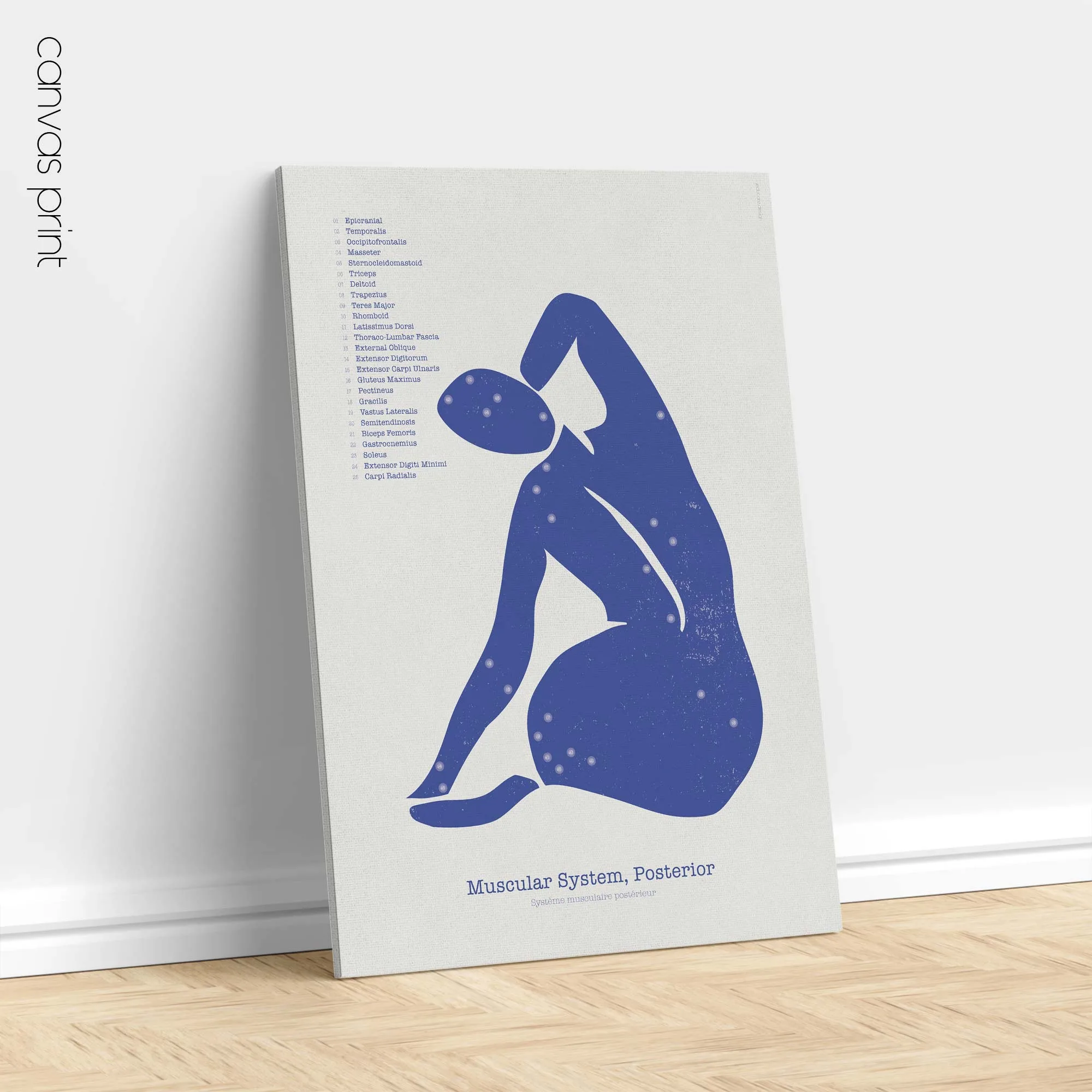 Système Musculaire Postérieur