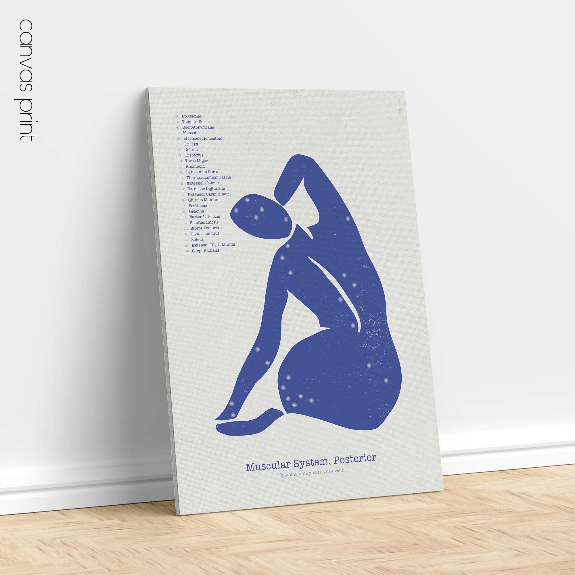 Hinteres Muskelsystem