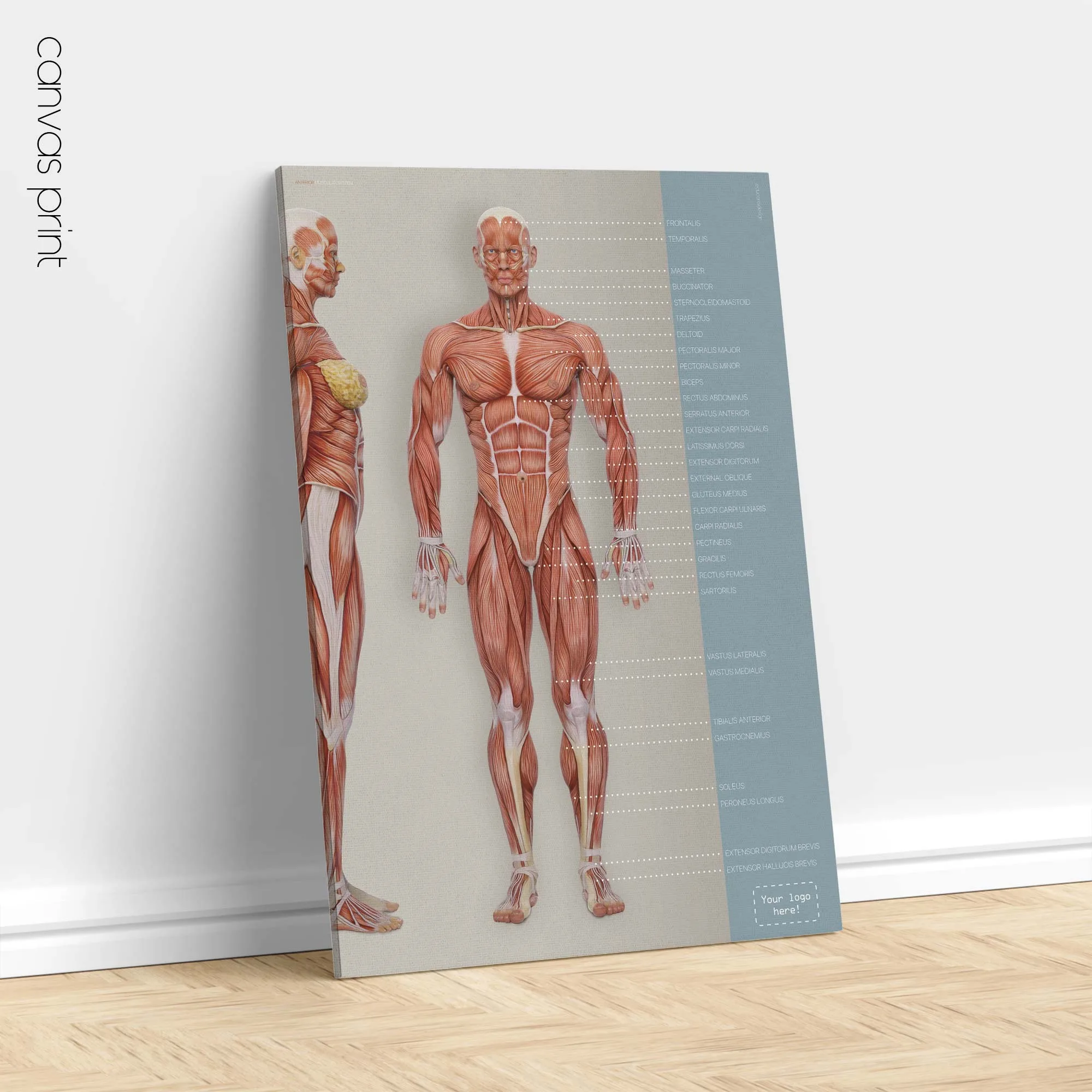 Dermatomes and Cutaneous Nerve Innervation anatomy chart for clinics Dermatomes and Cutaneous Nerve Innervation anatomy chart for clinics