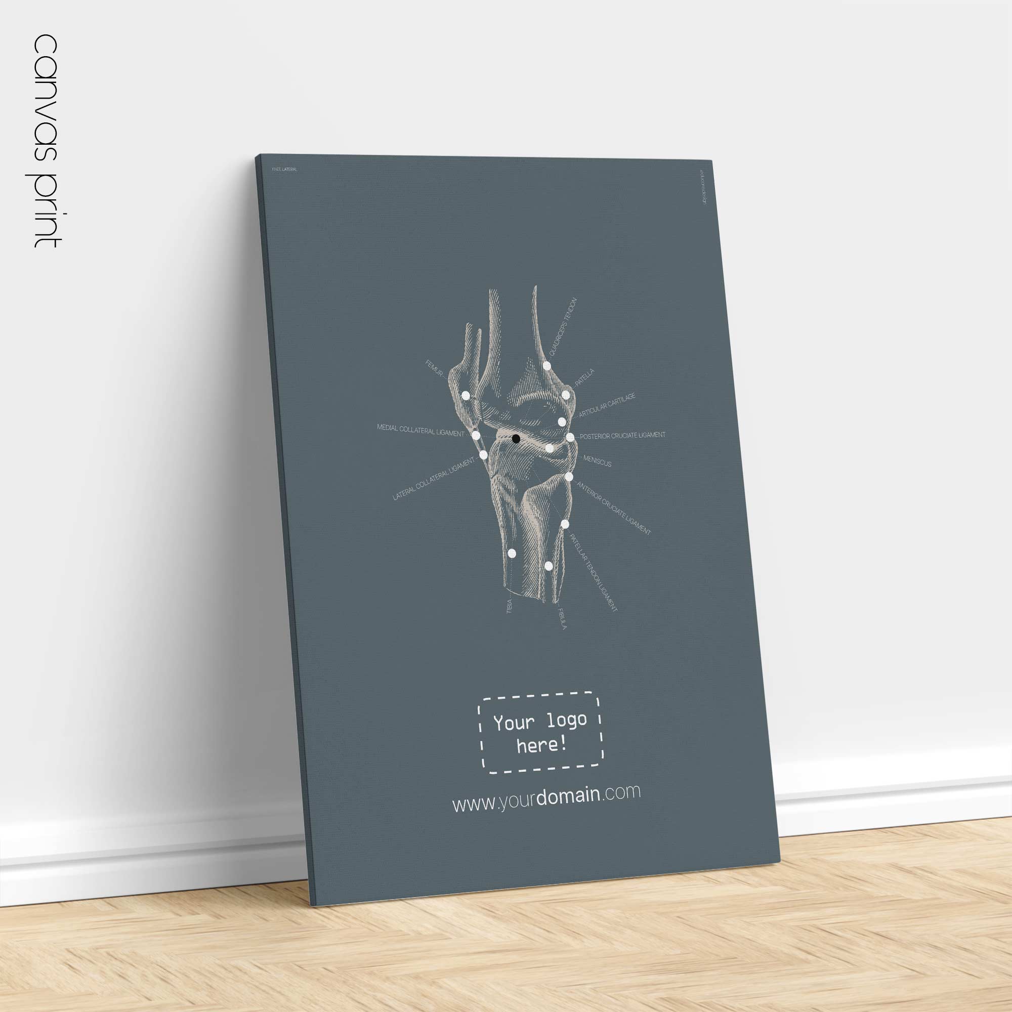 Genou humain, vue latérale. Œuvre d'art vintage sur l'anatomie et la physiologie d'educare.design