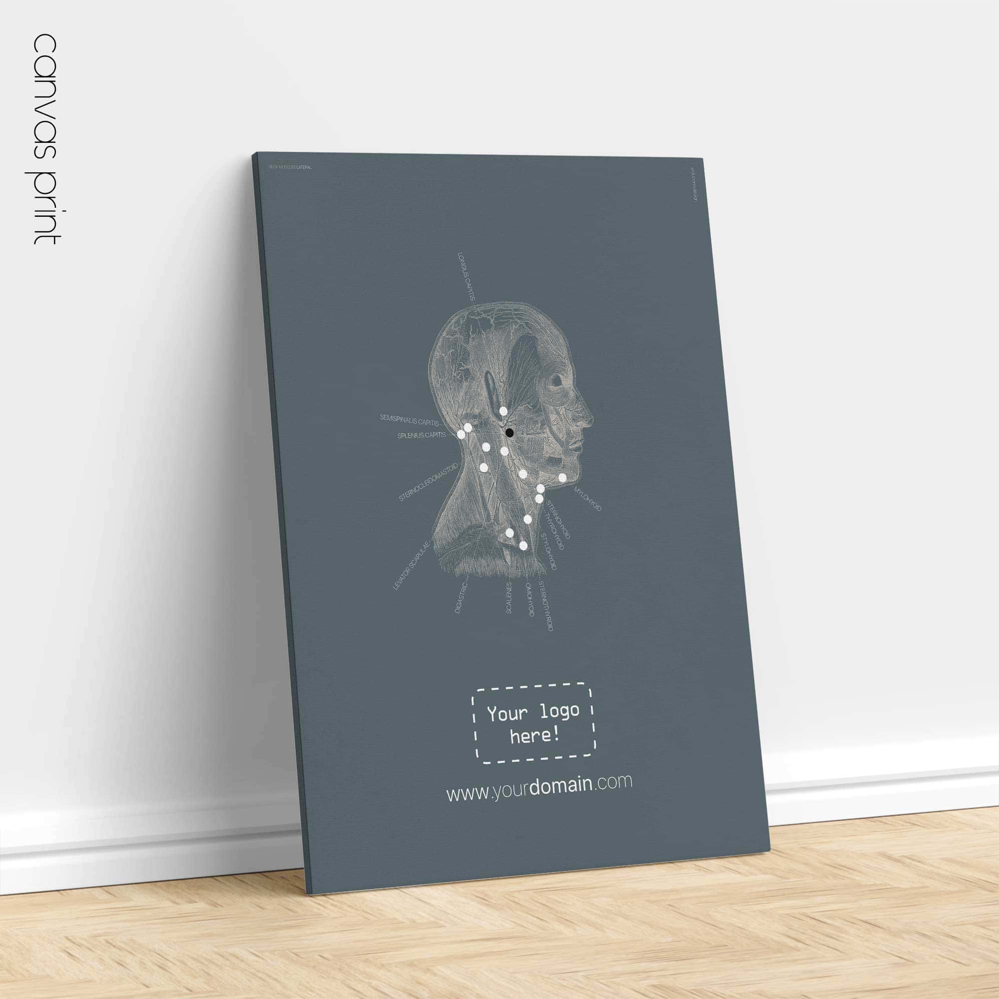 Neck Muscles, Lateral. Vintage anatomy and physiology artwork from educare.design