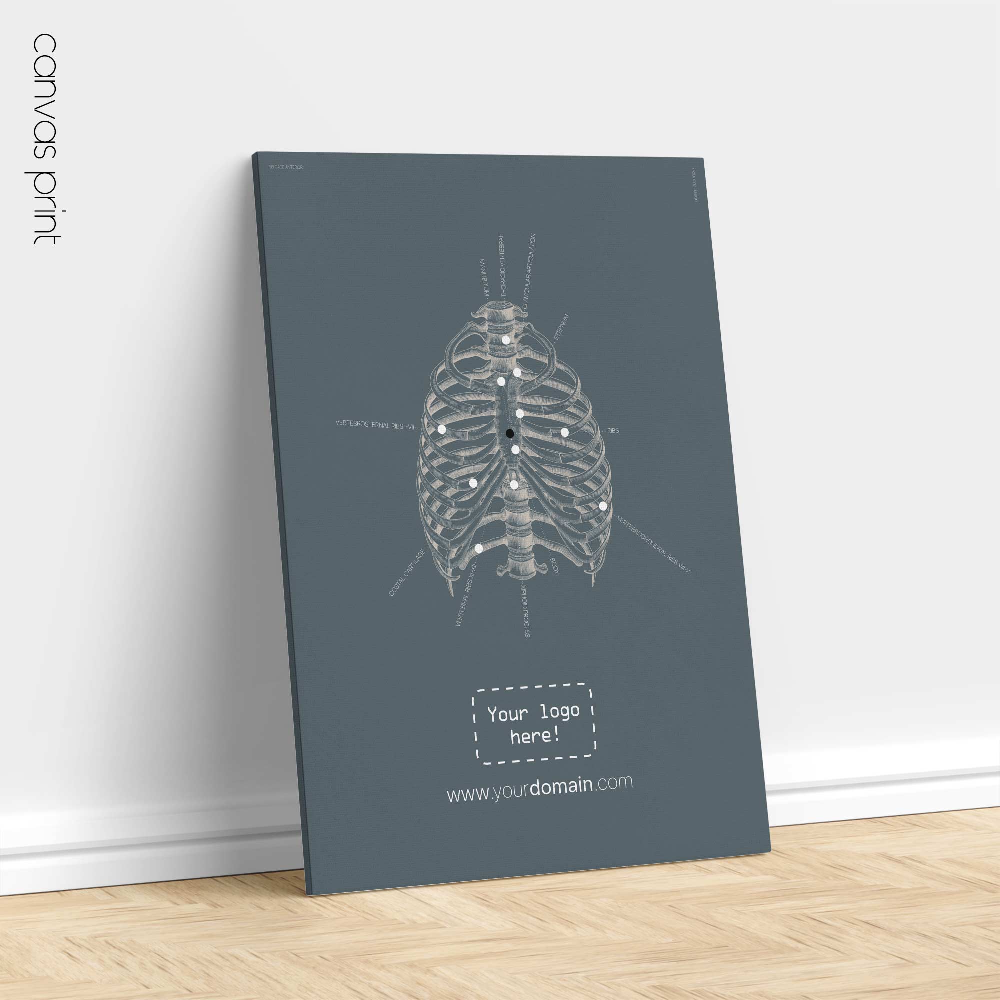 Cura delle costole umane, parte anteriore. Opere d'arte vintage di anatomia e fisiologia da educare.design
