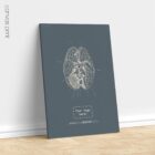 Nervi cranici, sezione trasversale. Anatomia d'epoca da educare.design