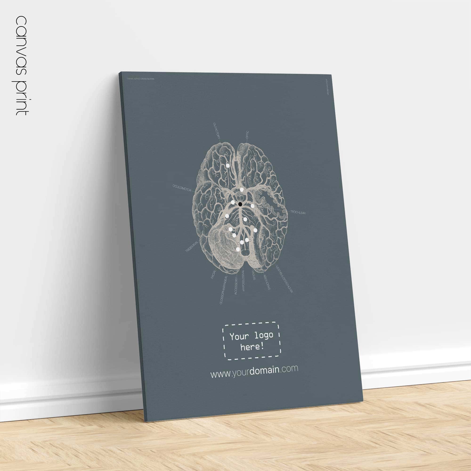 Nervi cranici, sezione trasversale. Anatomia d'epoca da educare.design