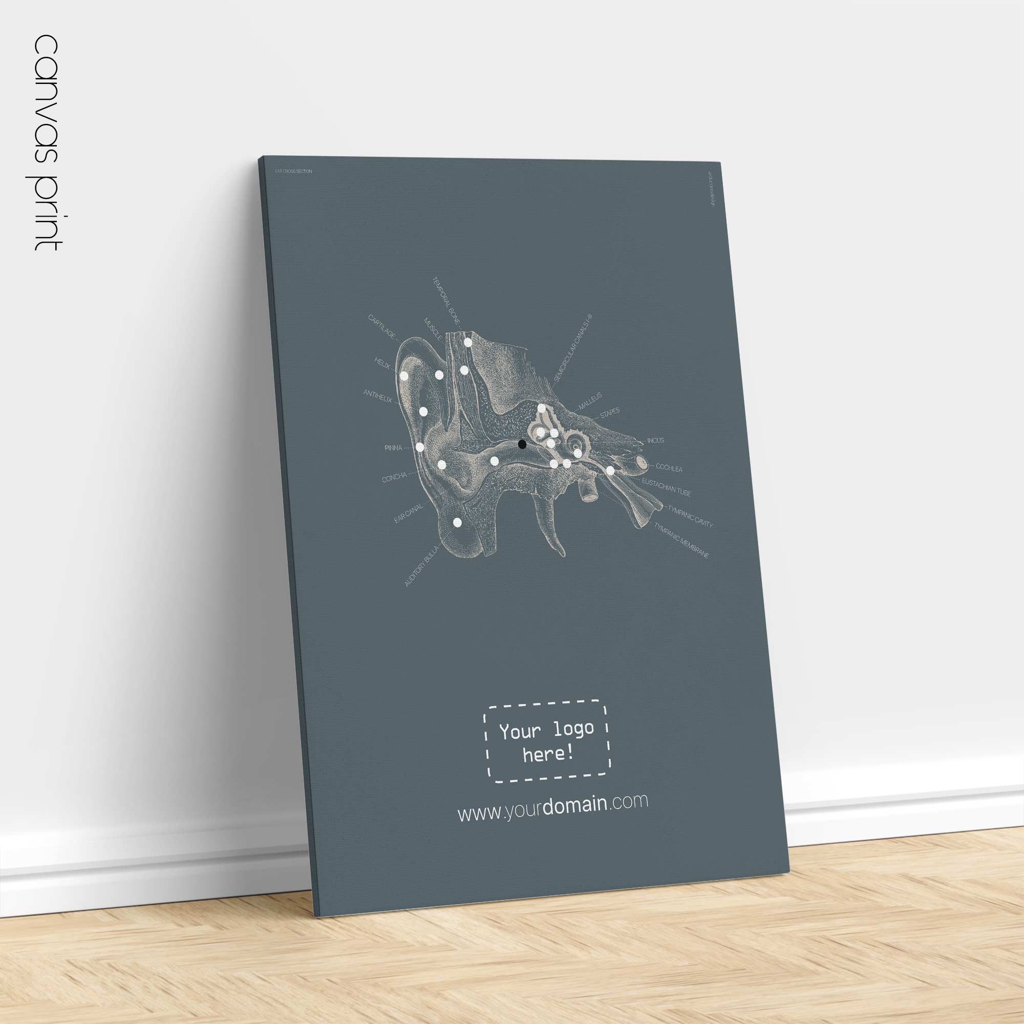 Orecchio, sezione trasversale. Anatomia d'epoca da educare.design