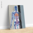 Système cardiovasculaire - dessin de educare.design