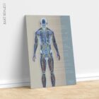 Systèmes circulatoire et nerveux. Dessin d'anatomie et de physiologie d'educare.design