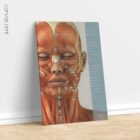 Muscles cranio-faciaux. Dessin d'anatomie et de physiologie d'educare.design