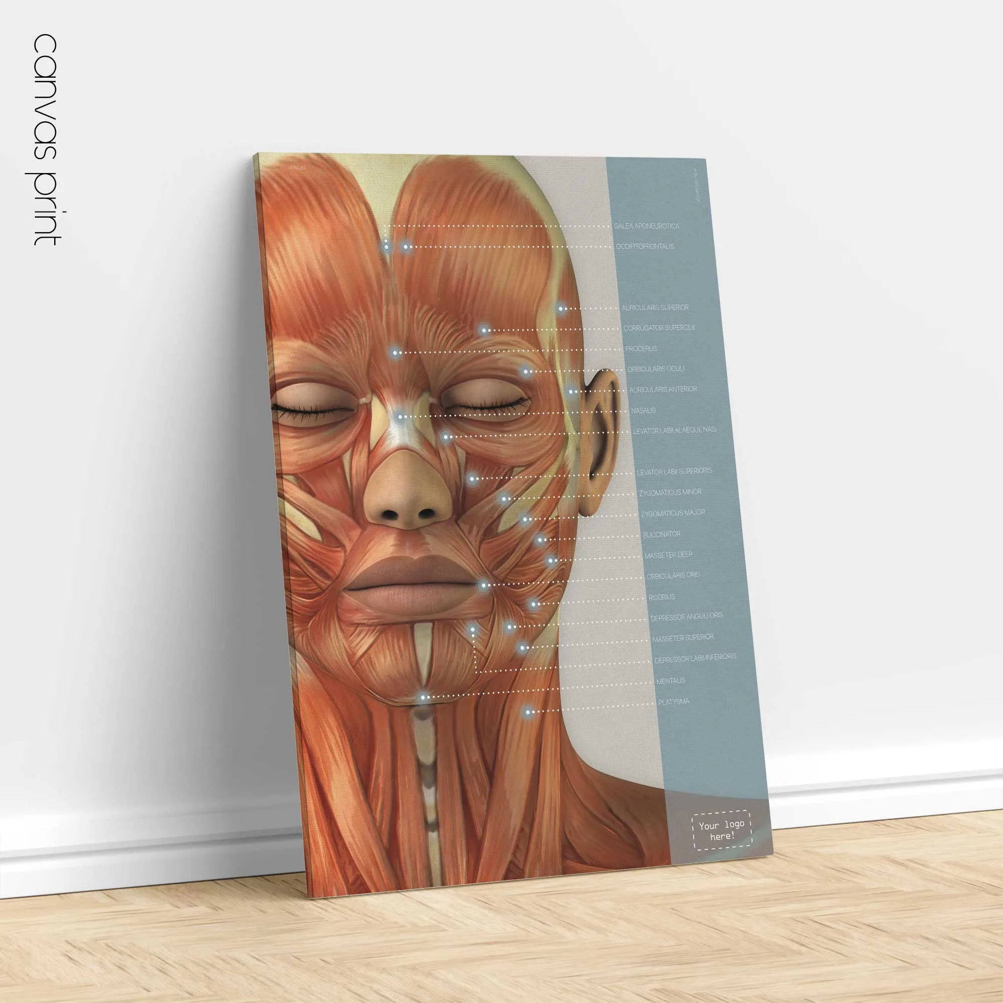 Músculos craneofaciales. Obras de arte de anatomía y fisiología de educare.design