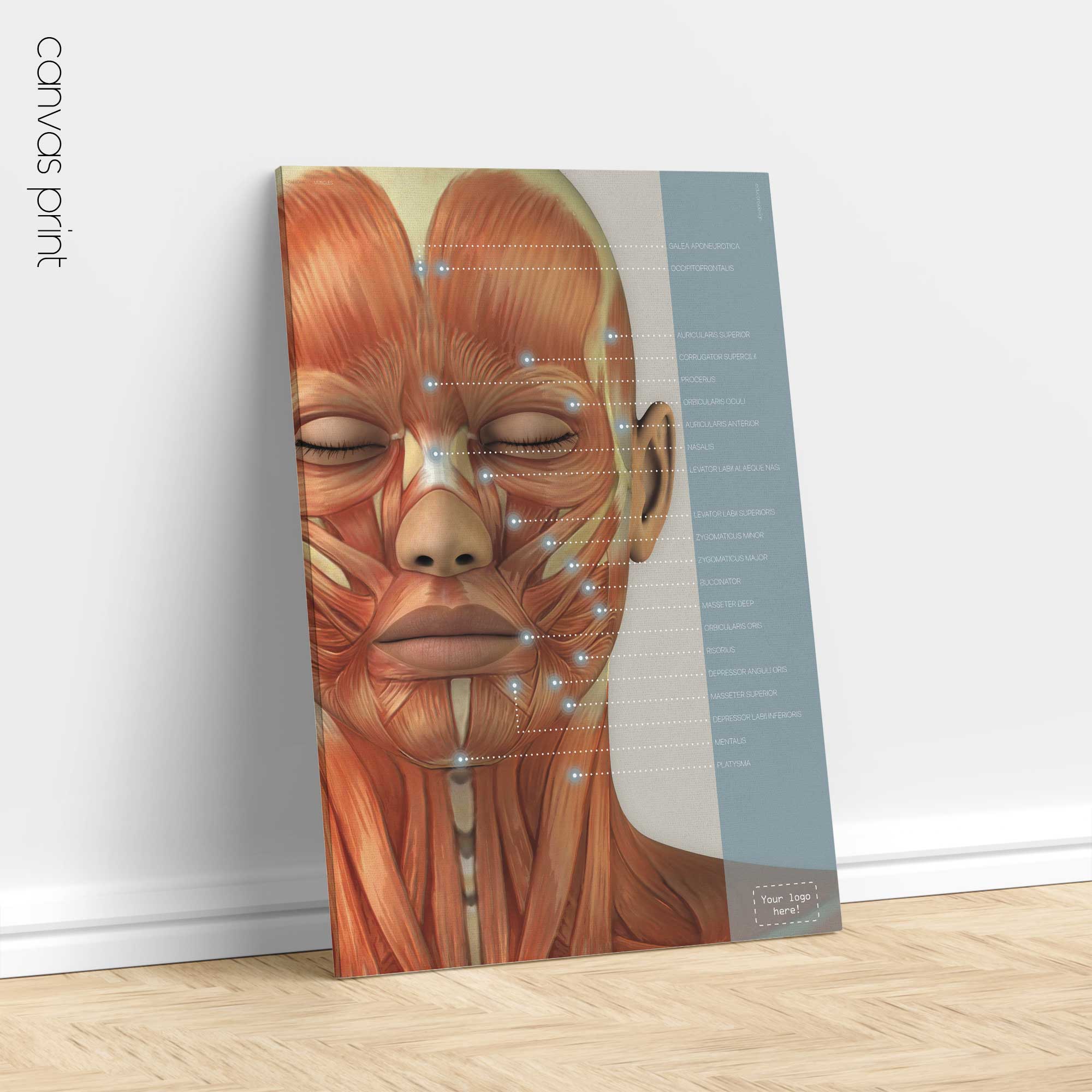 Muscoli cranio-facciali. Opere d'arte di anatomia e fisiologia da educare.design