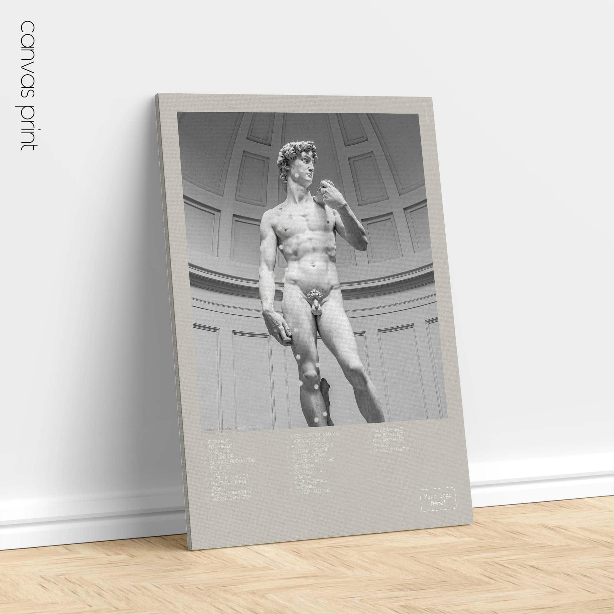 Système musculaire antérieur et David