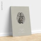 Nervi cranici, sezione trasversale. Anatomia d'epoca da educare.design