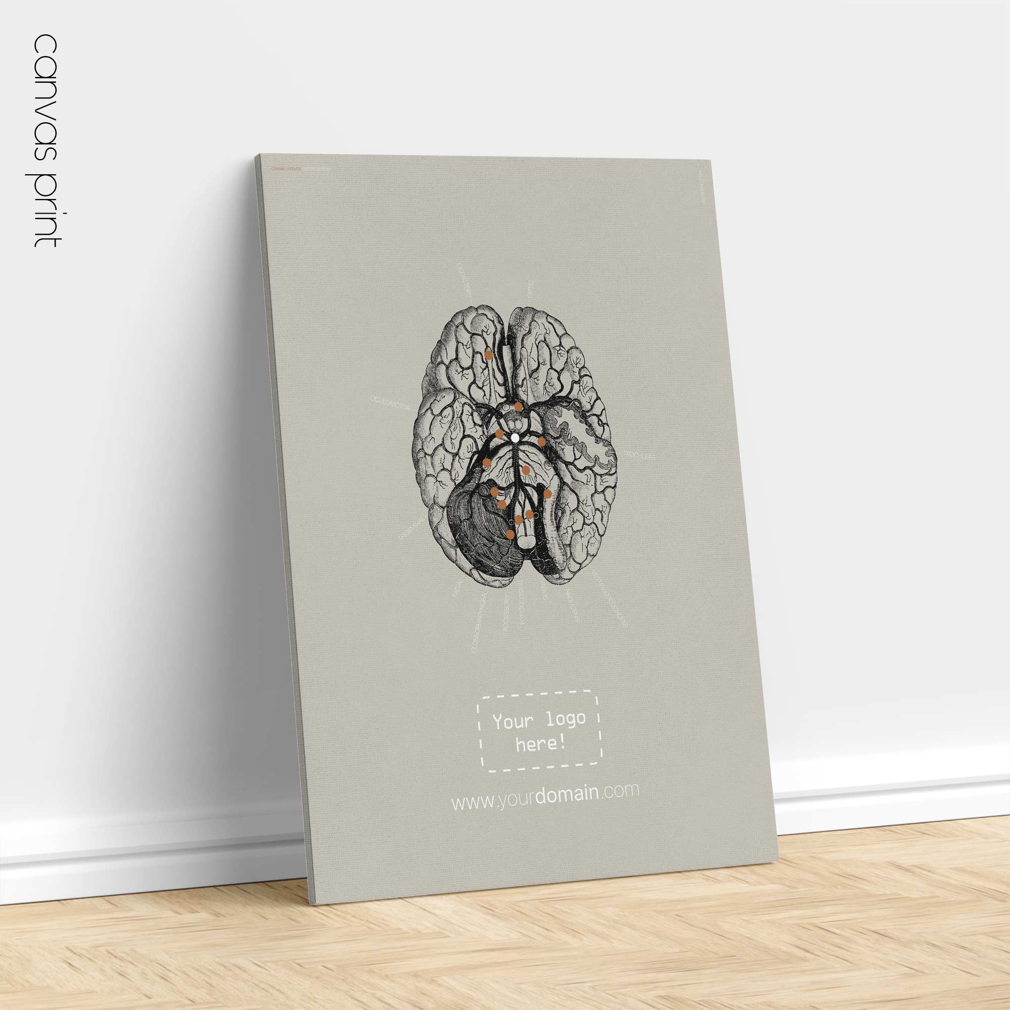 Nervi cranici, sezione trasversale. Anatomia d'epoca da educare.design