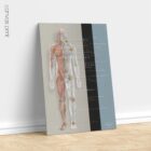 Lymphatisches System, Anatomie und Physiologie Kunstwerke von educare.design