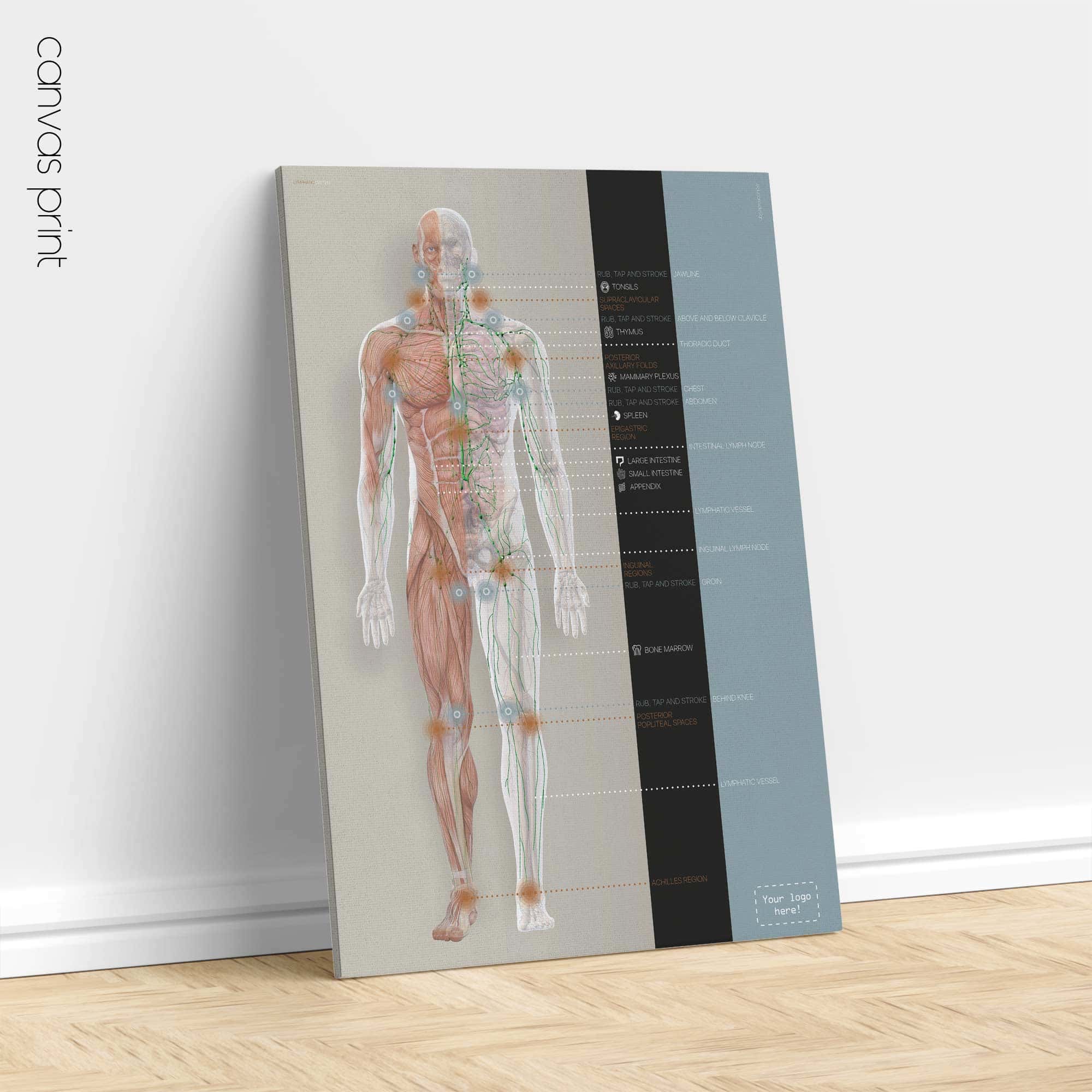 Lymphatic System, anatomy and physiology artwork from educare.design
