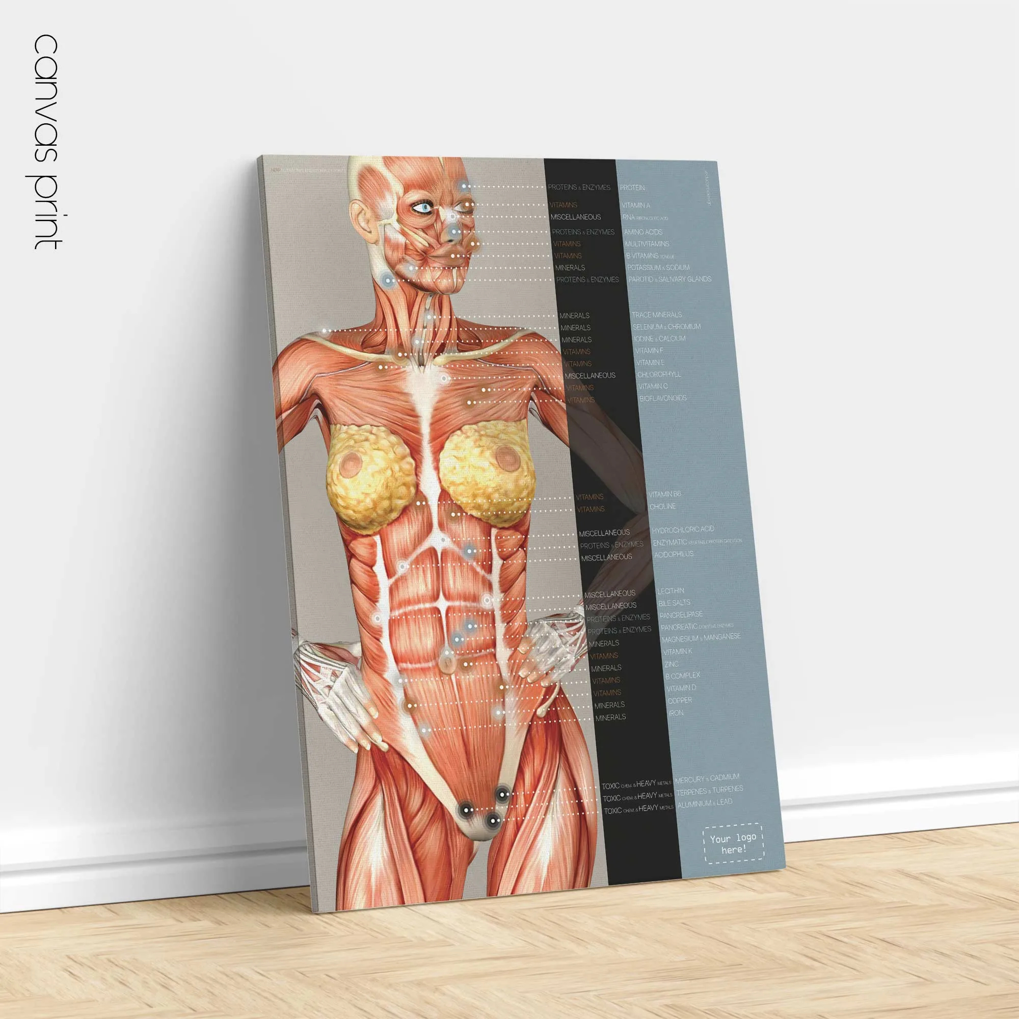 Dermatomes and Cutaneous Nerve Innervation anatomy chart for clinics Dermatomes and Cutaneous Nerve Innervation anatomy chart for clinics