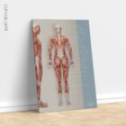 Muscular System, Posterior – educare.design Muskelsystem
