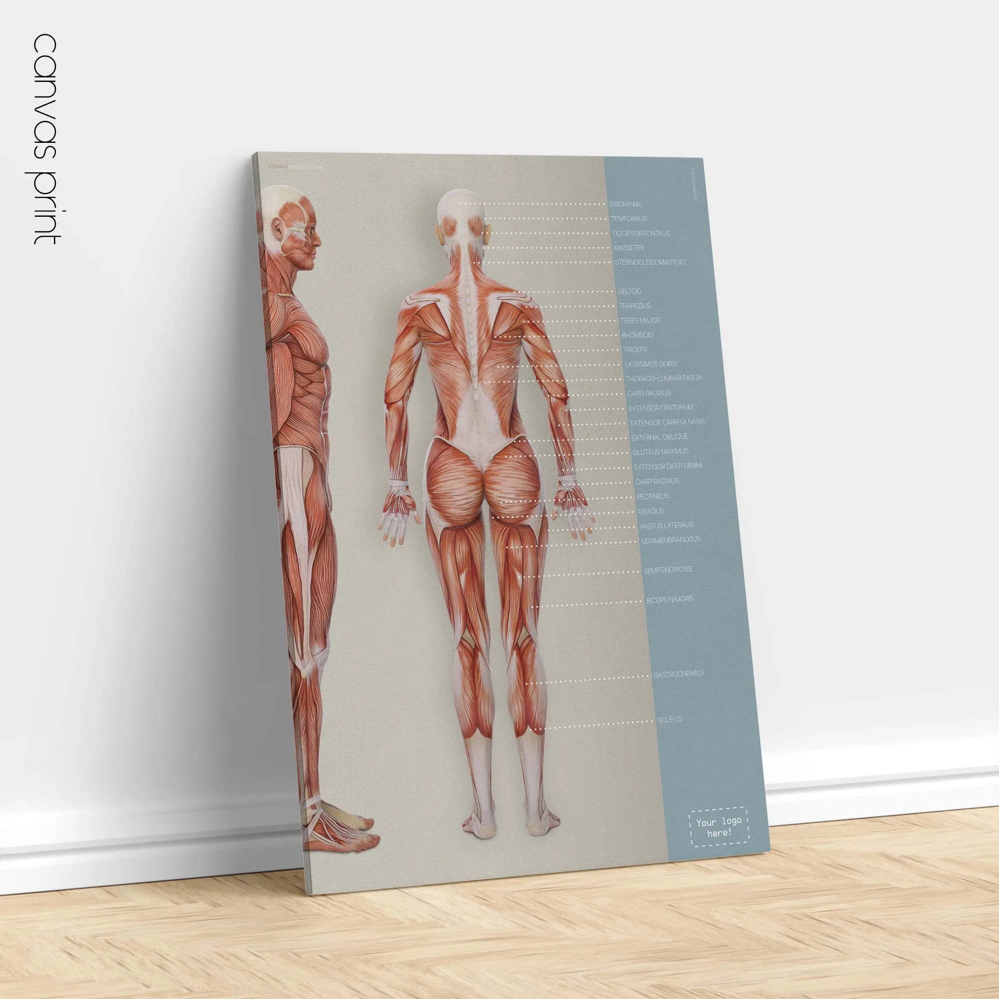 Sistema muscular