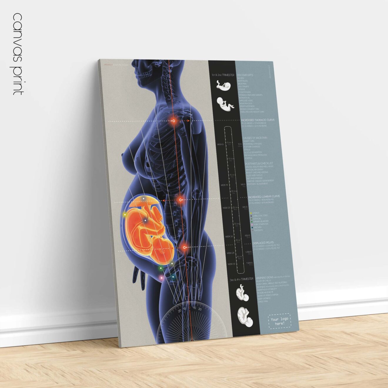 Grossesse et Changements Posturaux