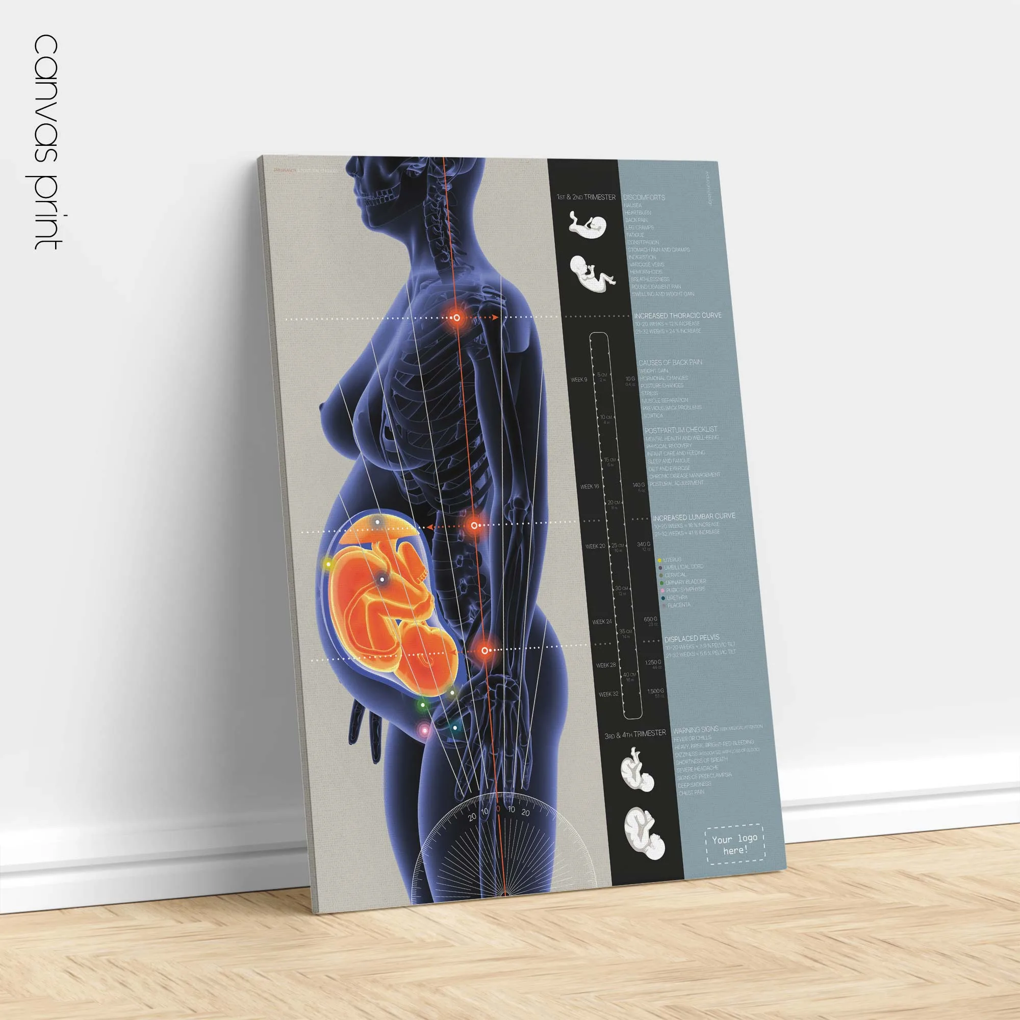 Organs and Endocrine System anatomy chart for clinics Organs and Endocrine System anatomy chart for clinics